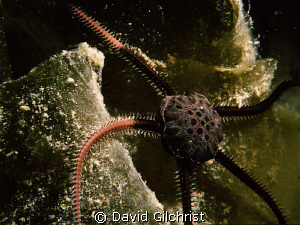 Brittle Star moves over kelp frond, Resolute Bay, Nunavut by David Gilchrist 